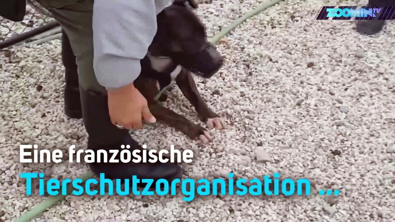 Dieser Hundetrainer schlägt seine Hunde ins Gesicht!
