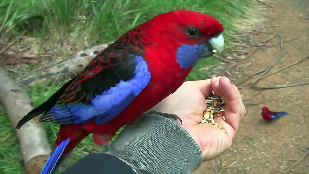 Голодные попугаи облепили фотографа