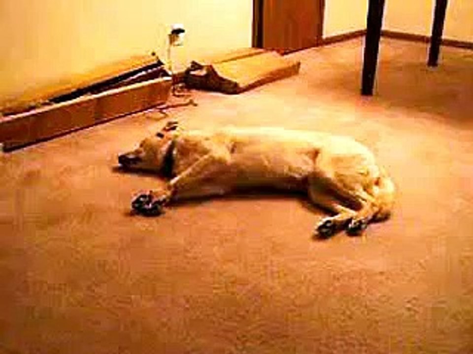 Это просто надо видеть! Супер смешные и прикольные животные! У нас только лучшее!