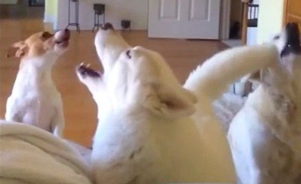 Des chiens se lancent dans un concours d'aboiement !