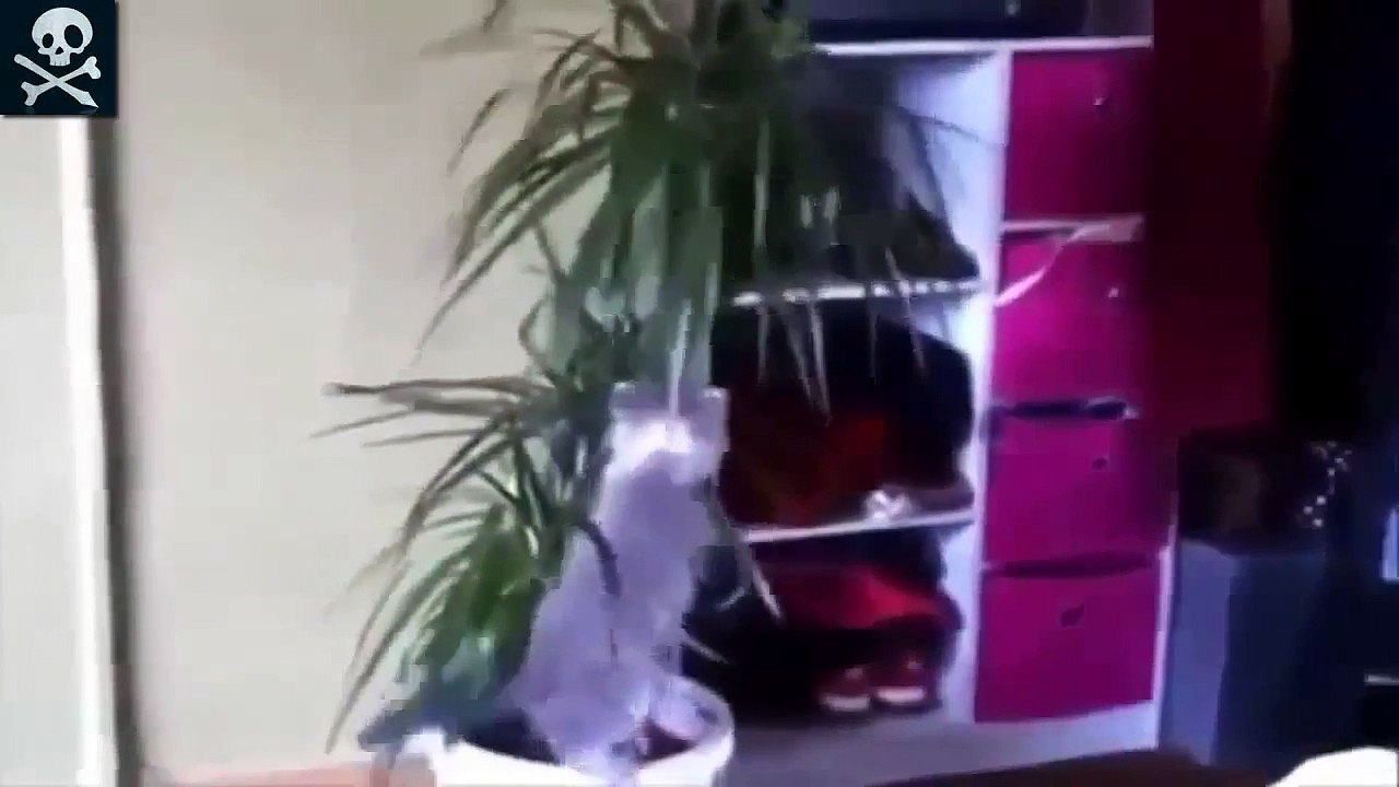 Приколы с кошками 2 !