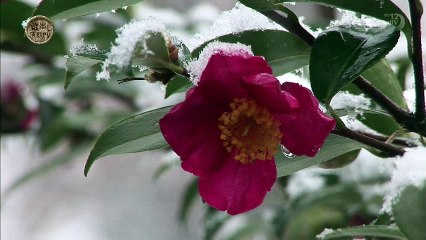 島津悦子 紅ひと夜（ＰＶ） 蔵出し演歌ＰＶ