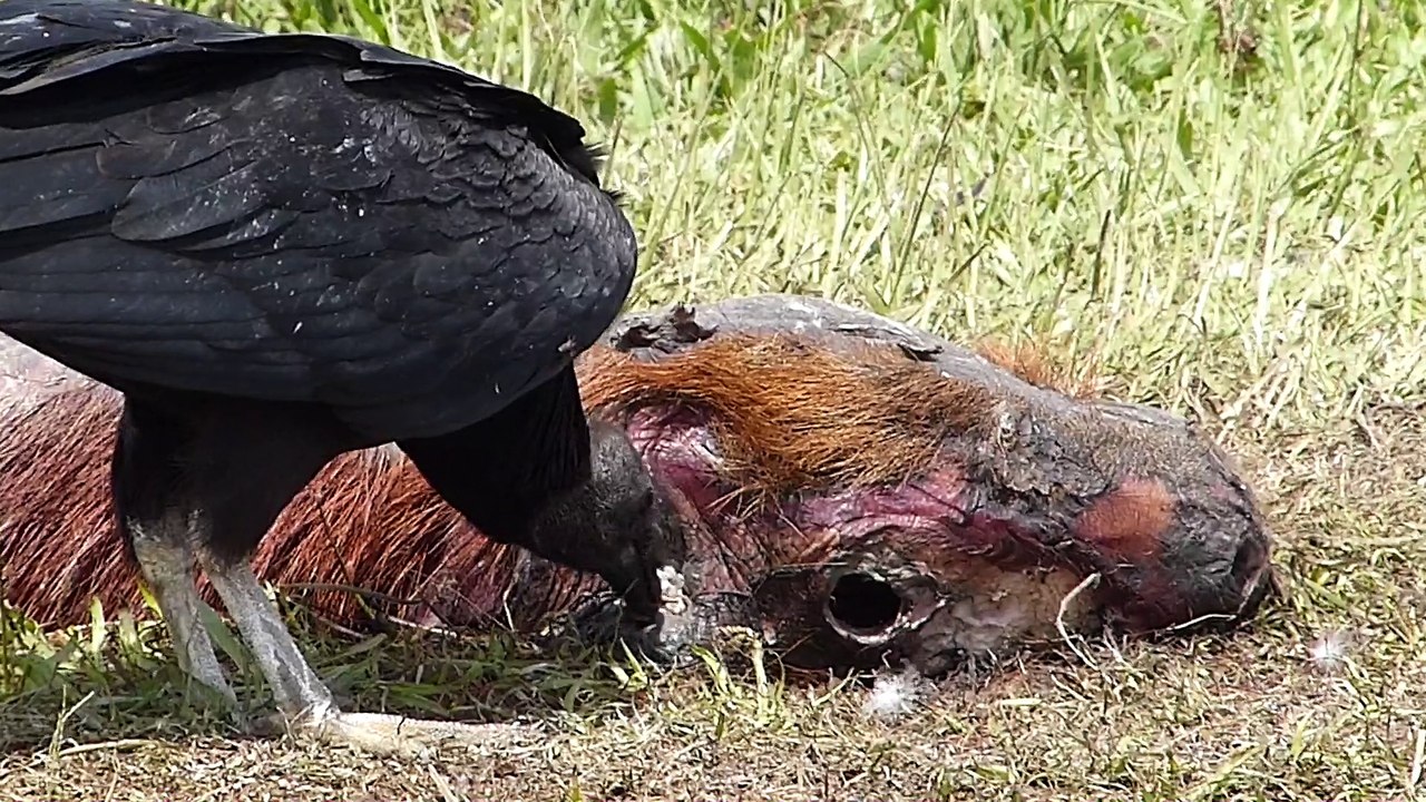 fauna brasileira ABUTRES DO NOVO MUNDO aves silvestres de rapina brazilian rainforest wildlife world brazilian