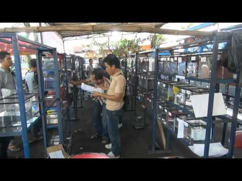 NET5 - Pameran ikan hias di Bogor