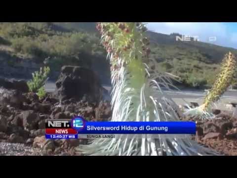 NET12 - Bebagai bunga langka di dunia