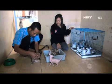 NET24 - Kucing Ras Langka