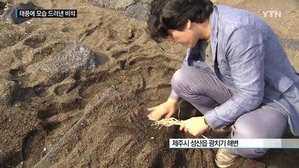 태풍이 가져온 '뜻밖의 선물' / YTN (Yes! Top News)