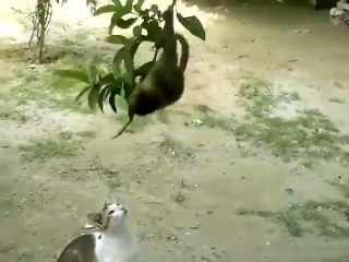 cat & monkey having FUN