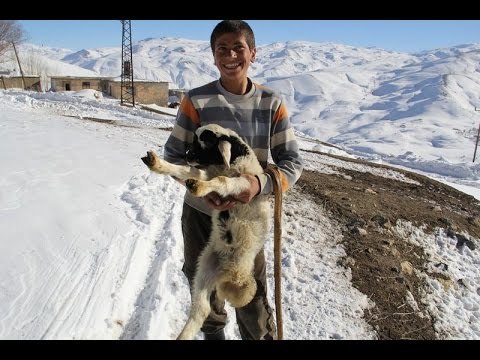 3 ayaklı kuzu görenleri şaşırtıyor