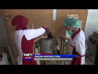 NET JATIM - Budidaya dan pengolahan Biji Kakao