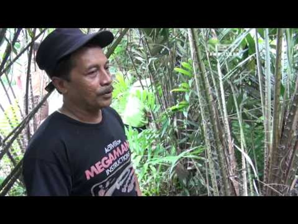 NET JATIM - Senta Budidaya buah salak di bangkalan