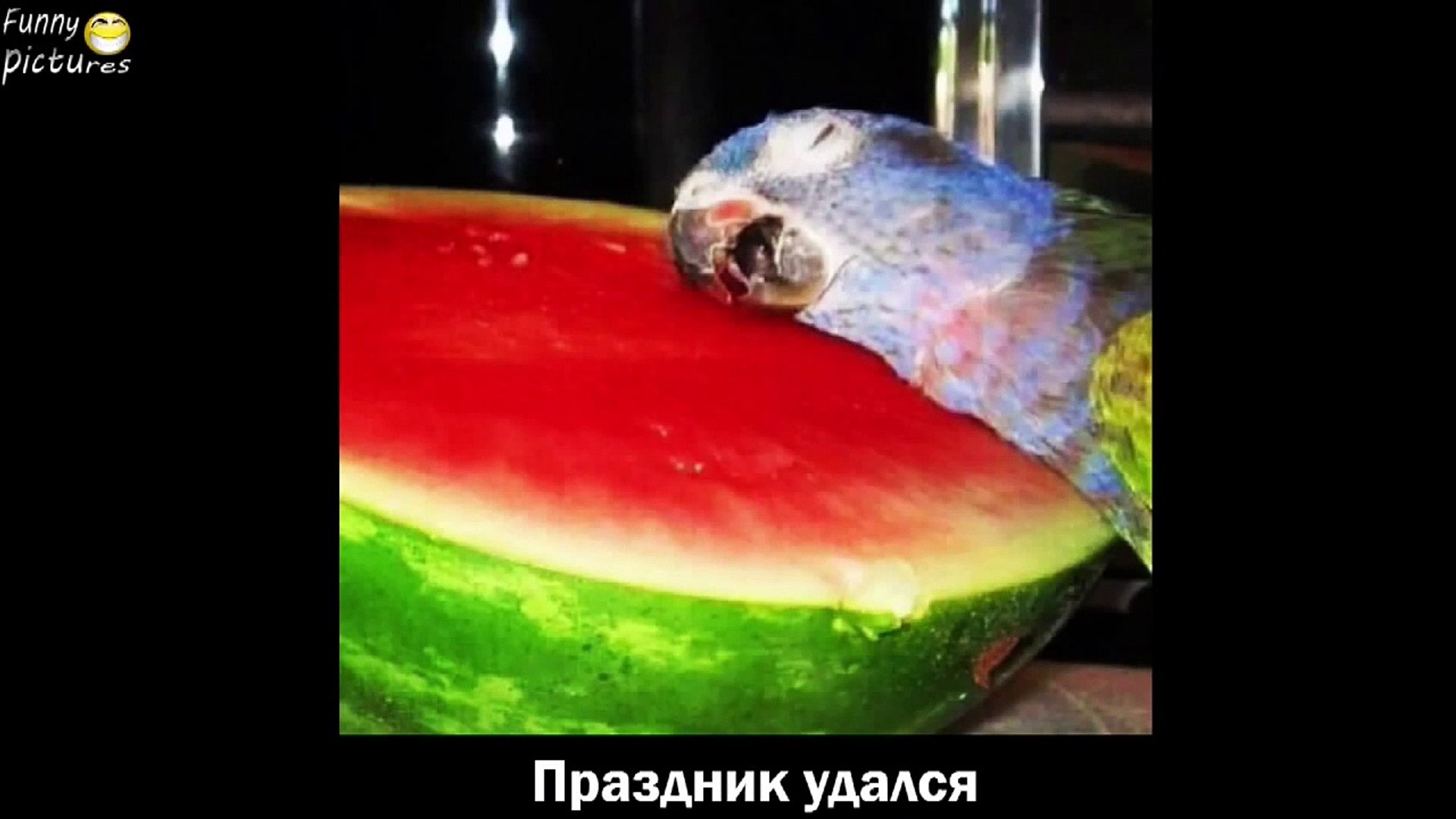 ПРИКОЛЫ ЗА НЕДЕЛЮ ЛУЧШИЕ ПРИКОЛЫ