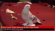 Koca Yusuf' İsimli Güvercin 90 Bin Liraya Satıldı