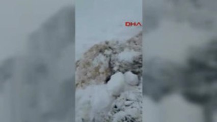 Elazığ Çığ Altında Kalan 120 Küçükbaş Hayvan Telef Oldu