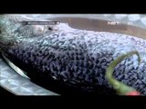 IMS Sarapan Menyantap Ikan Baramundi di Tepi Pantai Senggigi Lombok