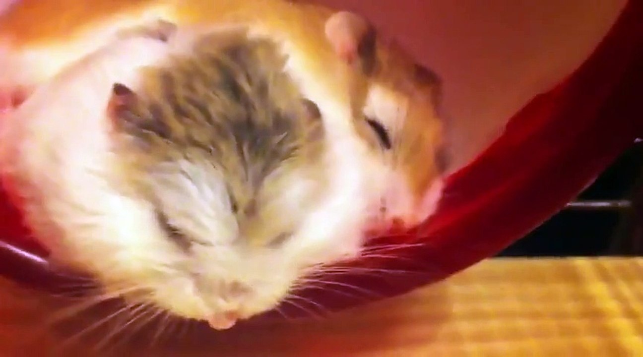 Dwarf hamsters are lazy