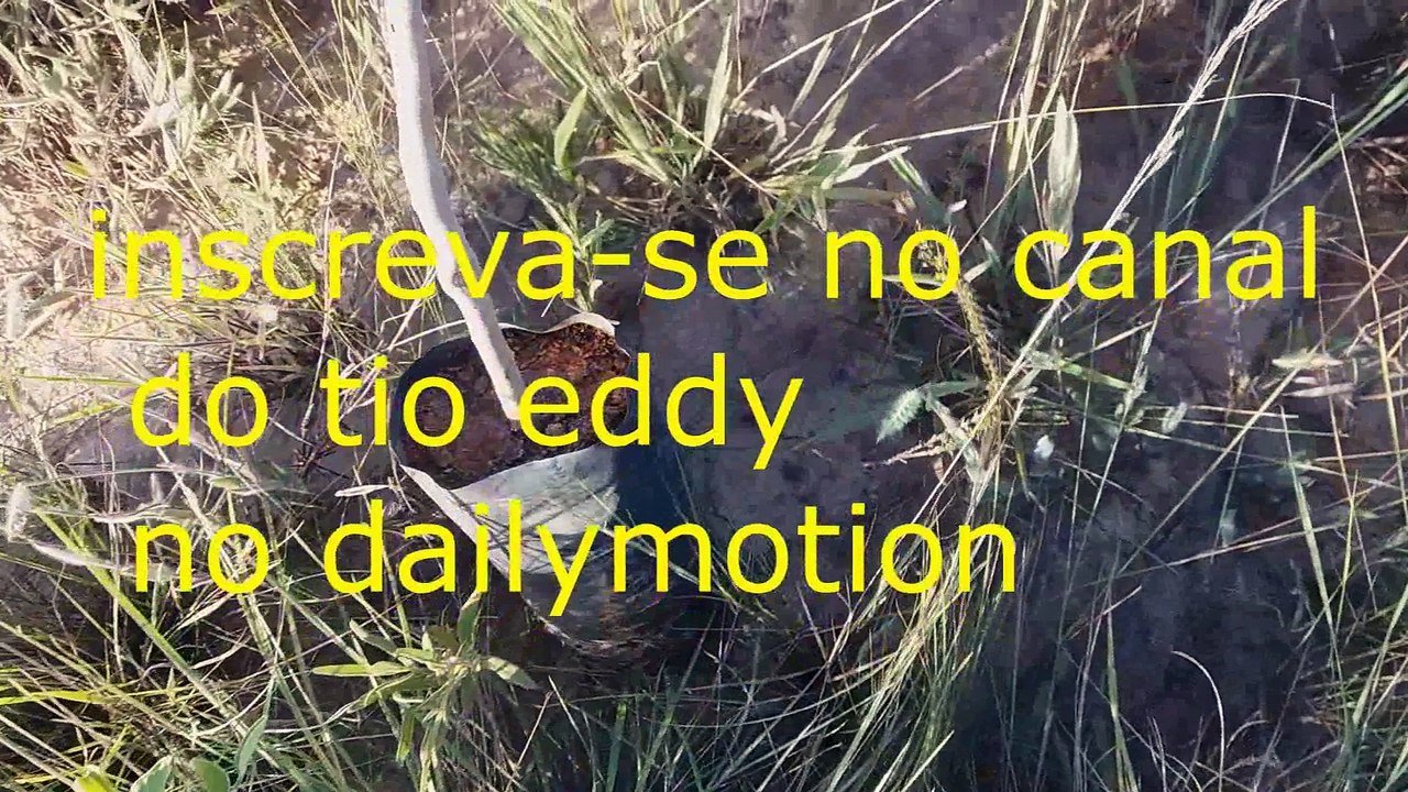 COMO PLANTAR MAÇÃ E PERA