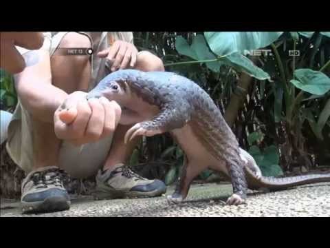 Bayi trenggiling lahir di Bali Zoo Gianyar Bali - NET12