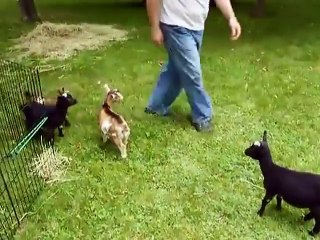 Dünyanın en sempatik keçisi