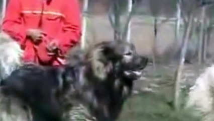 Luptă dintre Ciobanesc Caucazian VS Kangal! Pe cine pariezi că va câștiga? Un videoclip ce merită urmărit!