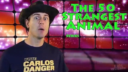 Unidentified Creature