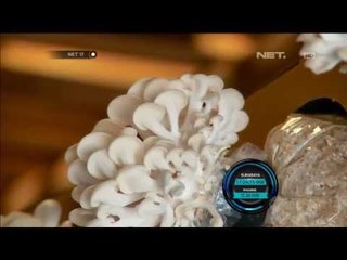 Go Green kotak cocok tanam jamur tiram - NET17