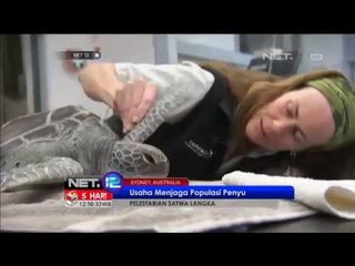 Guna jaga populasi penyu diberi alat pelacak - NET12