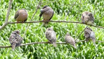 fauna brasileira INCRÍVEIS ROLINHAS NO GALHO aves silvestres selvagens campestres brazilian wildlife rainforest