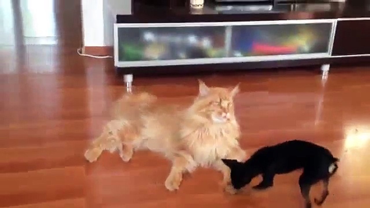 Чихуахуа и Мейн Кун