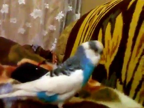 говорящий попугай зацелует насмерть