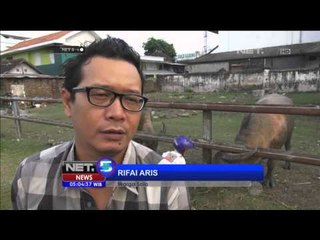 Kerbau Bule Keraton Solo - NET5
