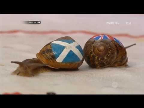 Lomba Balap Siput di Inggris -NET24