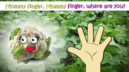 Cabbage Finger Family Nursery Rhymes Lyrics