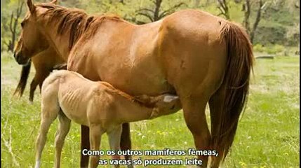 A indústria de lacticínios, em 5 minutos,  The dairy industry in 5 minutes