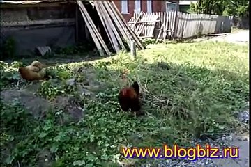 Петух с курицами на прогулке в деревне avi