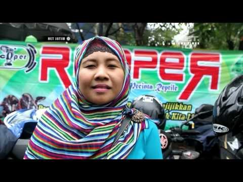 Ngabuburit Komunitas Reptil - NET JATIM