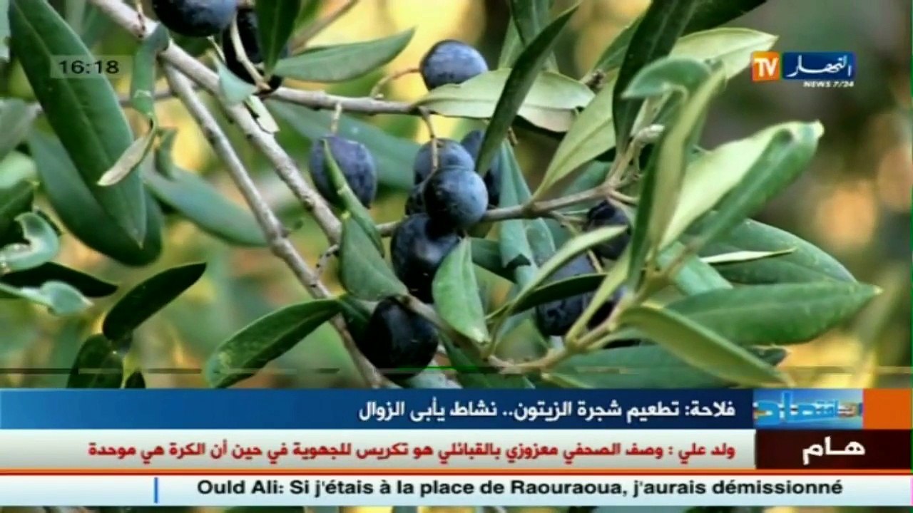 فلاحة   تطعيم شجرة الزيتون ..... نشاط لا يزول أبدا