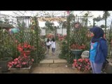 Wisata ke Kebun Bunga Begonia di Lembang -NET12
