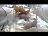 Kelahiran Bayi Panda di Cina - NET24