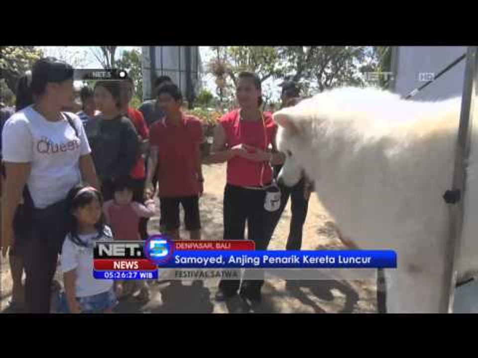 Festival Anjing Peliharaan di Denpasar - NET5