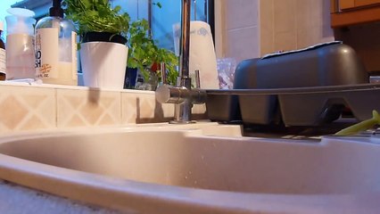 Guinea Pig Cleaning Routine   November 2014