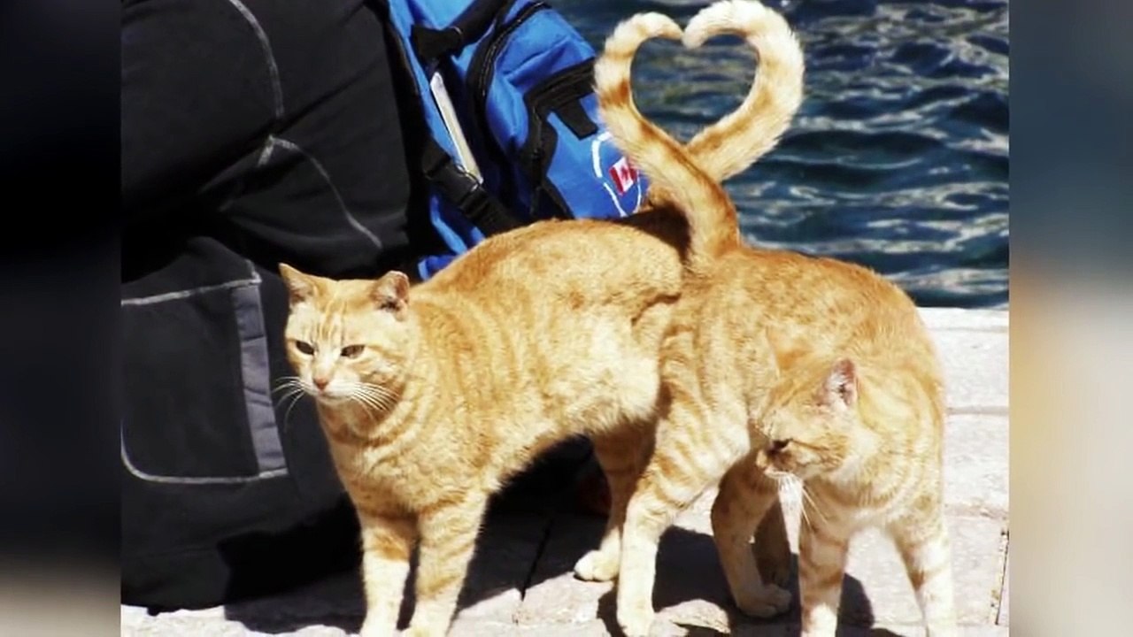 35 Perfectly Timed Photos