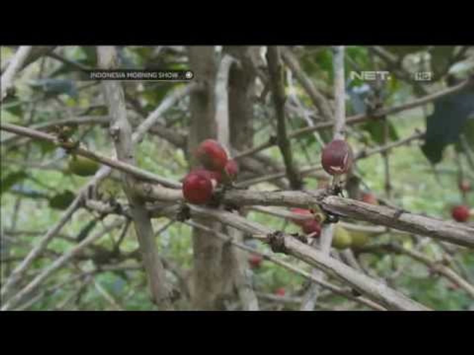 Garut daerah penghasil kopi arabika dengan kualitas dunia - IMS