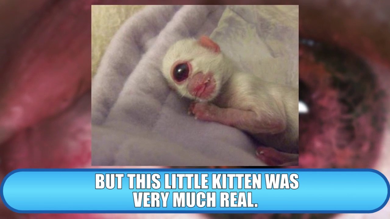 10_Most_Shocking_Real_Mutations_In_Animals