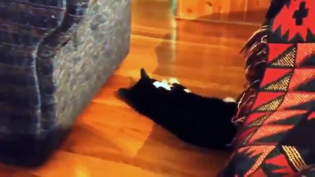 Приколы с животными. Кот с папиросой.