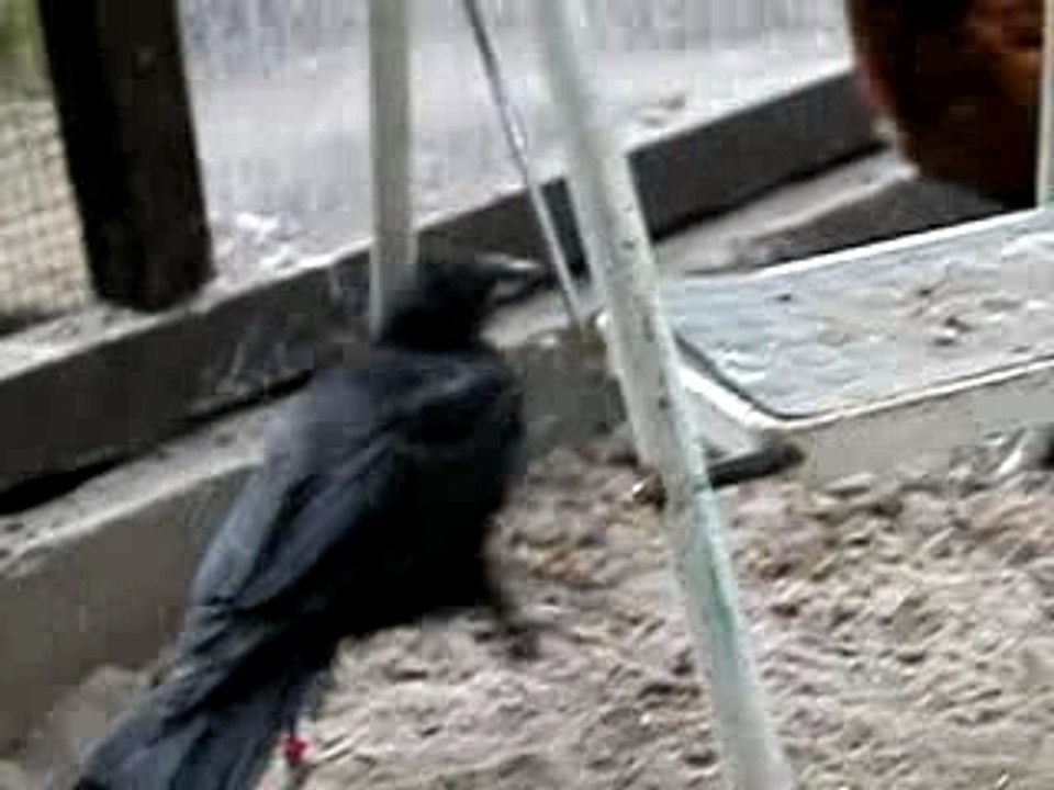 Pipe corbeau de berger