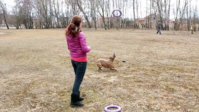 Приколы про животных. Невероятные прыжки собак. Fun with animals. Приколы про собак.