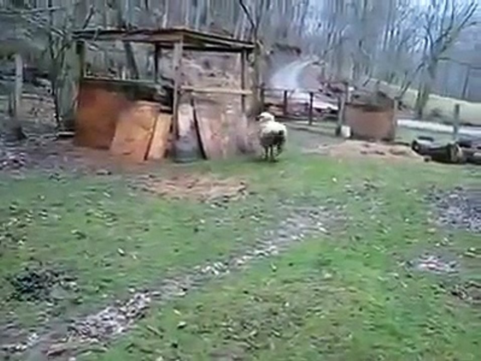 Ржака невозможная