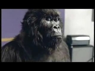 Gorilla Playing Drums