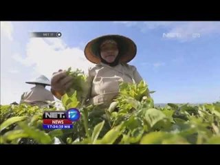 Indonesia Bagus Kayu manis merupakan satu hasil perkebunan terbaik dari Kab  Kerinci Jambi - NET17